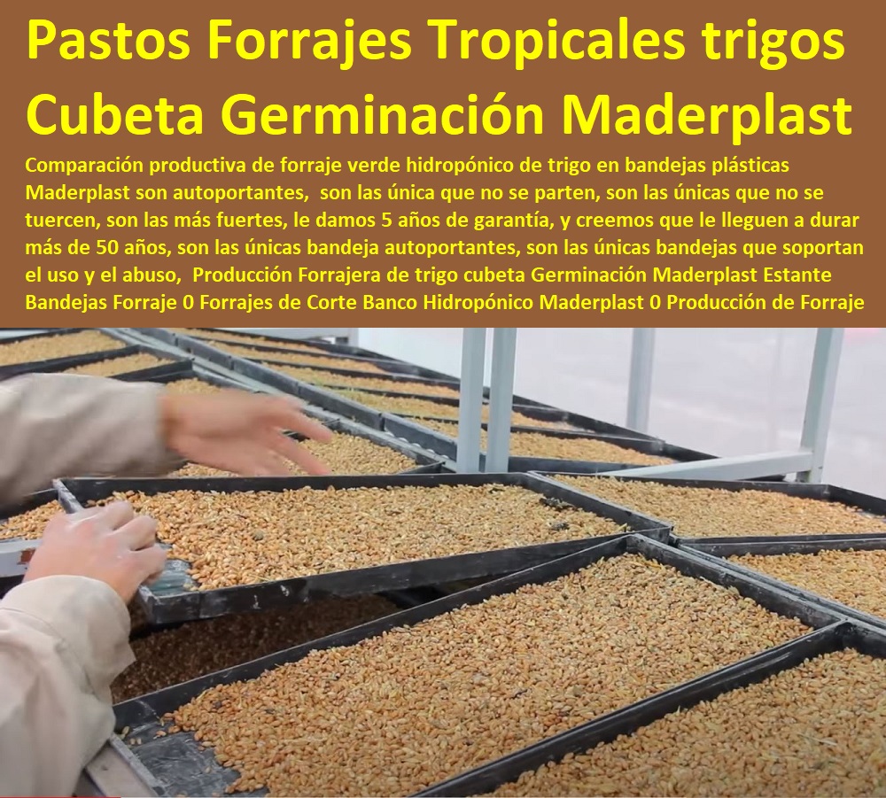 Producción Forrajera de trigo cubeta Germinación Maderplast Ganaderías Tecnificadas, Explotación Ganadera Automatizada, Sistemas de Pastoreo, Estabulación de Ganado, Pastoreo Intensivo, Establos, Corrales, Saladeros, Comederos, Cerramientos, Postes, Ganaderías Tecnificadas, Estante Bandejas Forraje 0 Forrajes de Corte Banco Hidropónico Maderplast 0 Producción de Forraje en Bandejas Maderplast 0 Pastos y Forrajes Tropicales 0 Forrajes trigo 0 Producción Forrajera de trigo cubeta Germinación Maderplast Estante Bandejas Forraje 0 Forrajes de Corte Banco Hidropónico Maderplast 0 Producción de Forraje en Bandejas Maderplast 0 Pastos y Forrajes Tropicales 0 Forrajes trigo 0